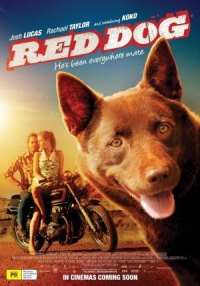 Punane koer