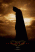 Batman alustab